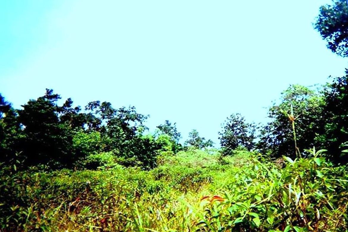 Land for Sale in Sandoval, Roxas, Palawan – photo 3