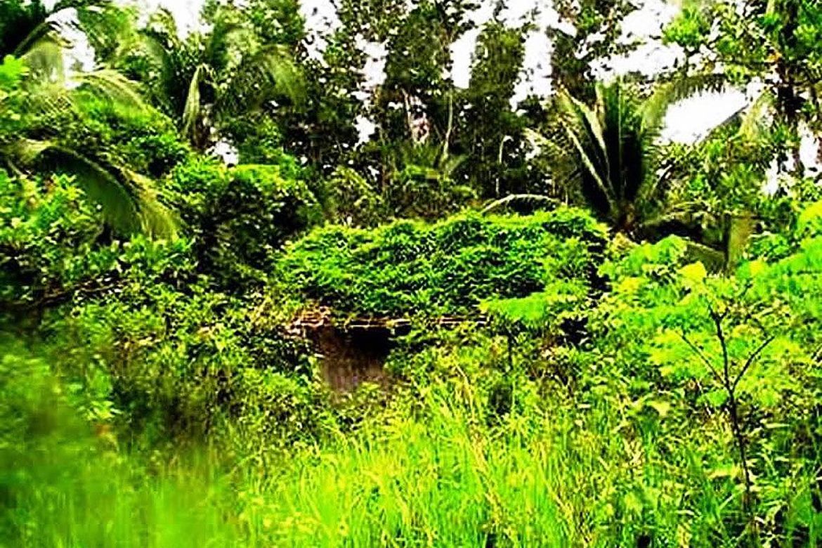 Land for Sale in Sandoval, Roxas, Palawan – photo 5