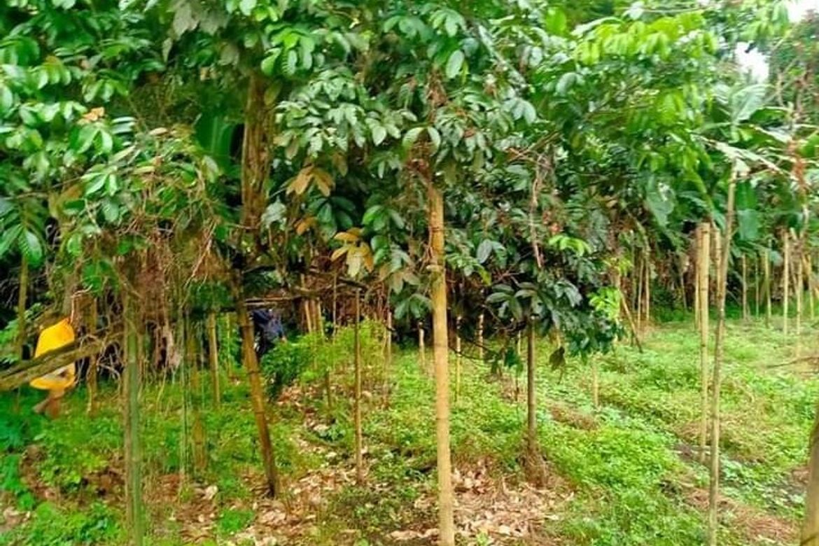 Land for Sale in Santa Ana, San Pablo, Laguna – photo 4