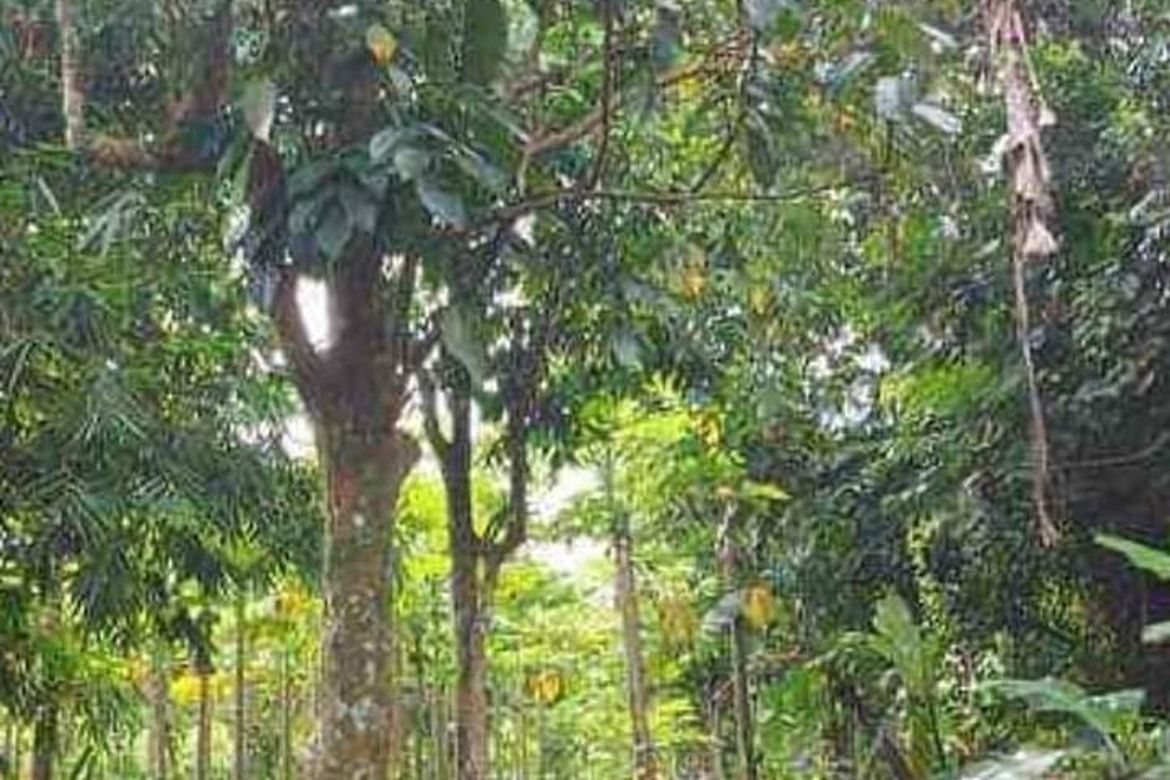 Land for Sale in Santa Ana, San Pablo, Laguna – photo 5