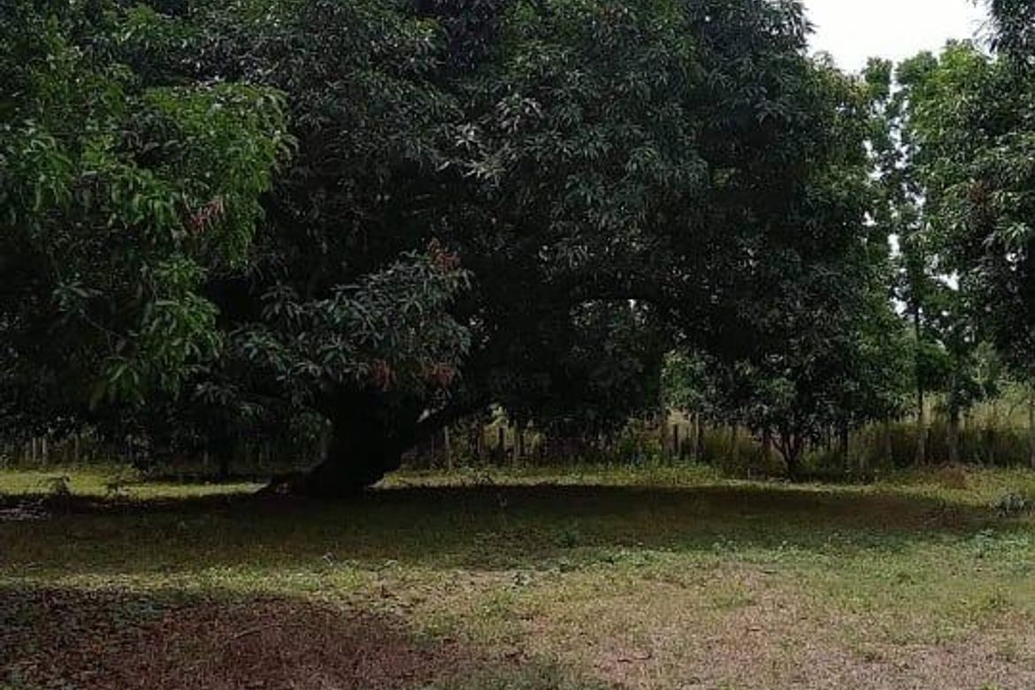 Land for Sale in Santa Cruz, Magalang, Pampanga – photo 7