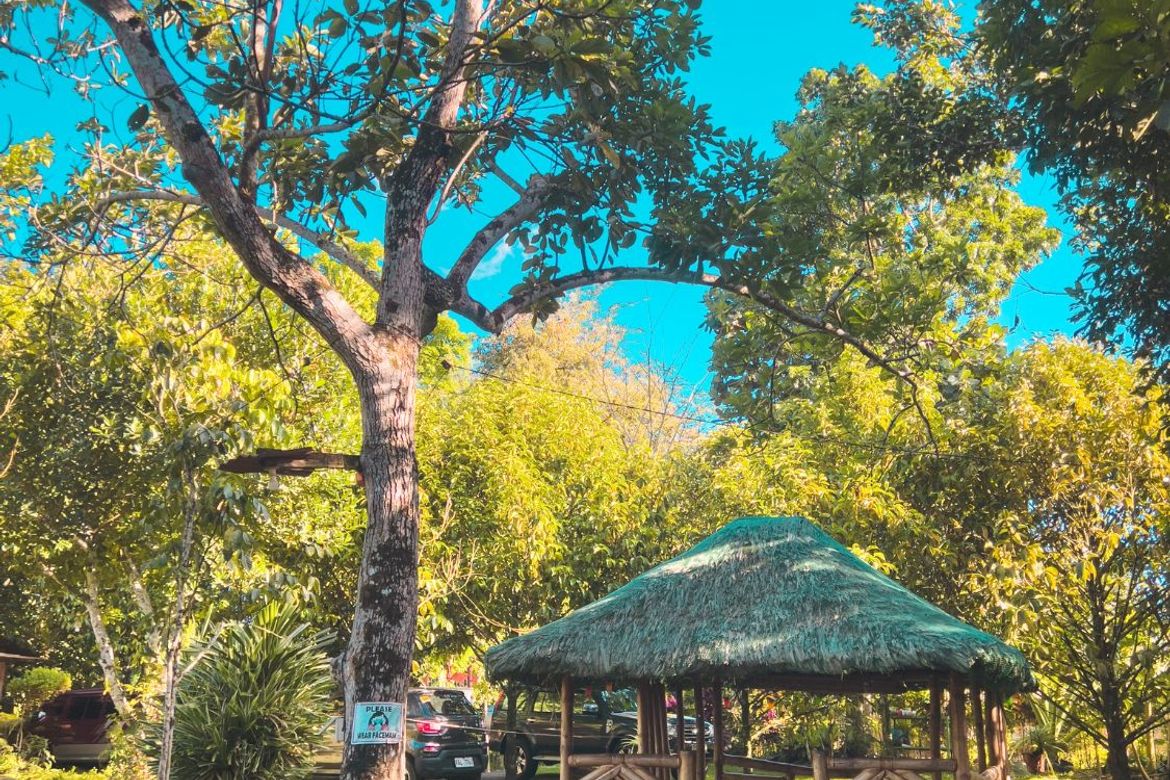 Land for Sale in Santa Cruz, Murcia, Negros Occidental – photo 4