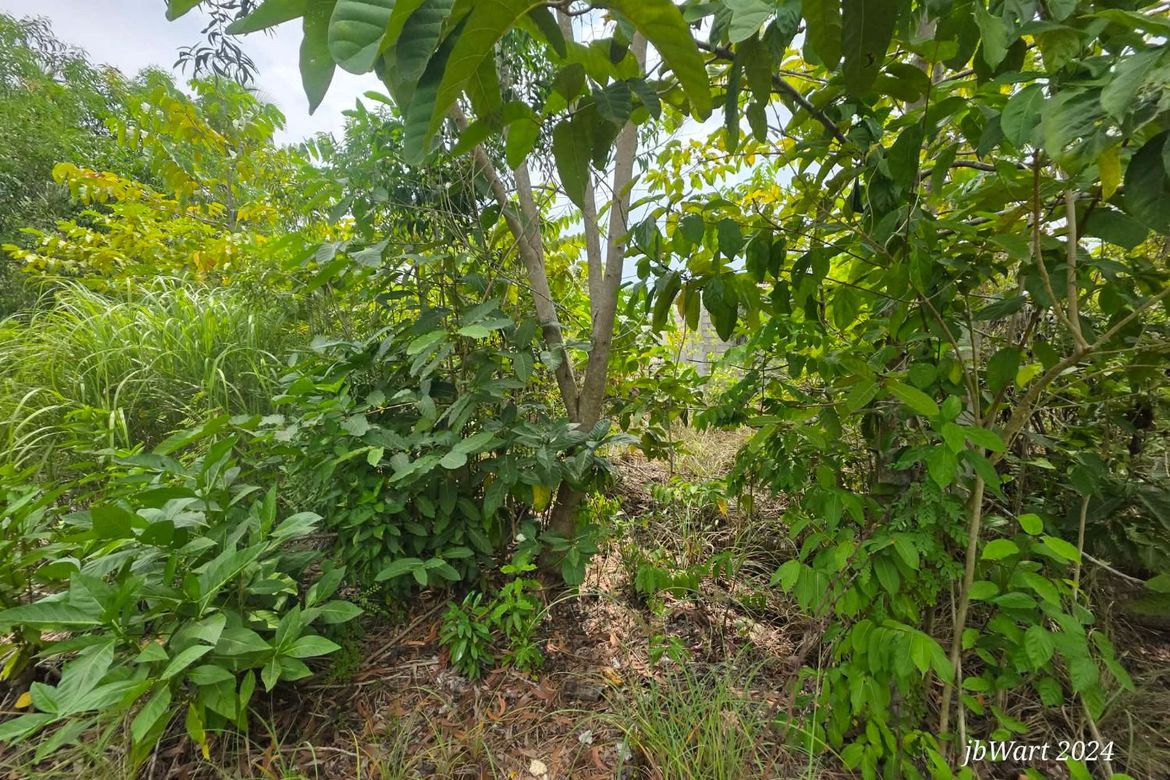 Land for Sale in Santa Fe, General Luna, Surigao del Norte – photo 7