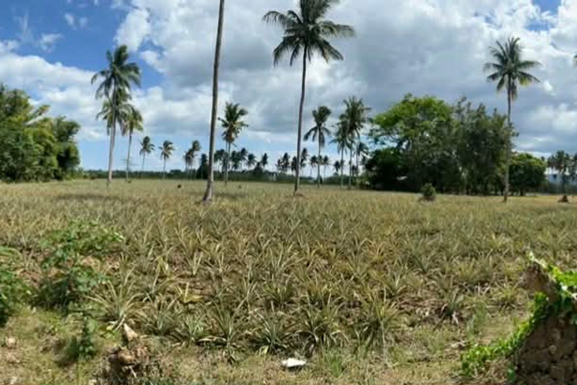 Land for Sale in Santa Isabel, San Pablo, Laguna – photo 4