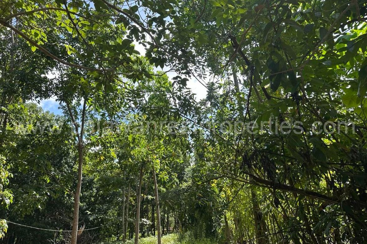 Land for Sale in Santa Monica, Puerto Princesa, Palawan – photo 2