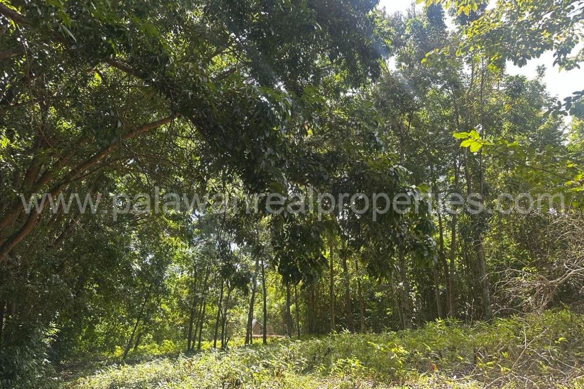 Land for Sale in Santa Monica, Puerto Princesa, Palawan – photo 3