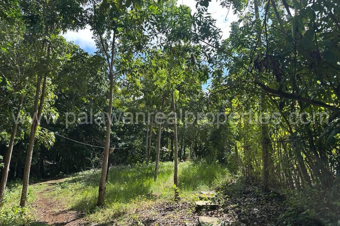 Land for Sale in Santa Monica, Puerto Princesa, Palawan – photo 6