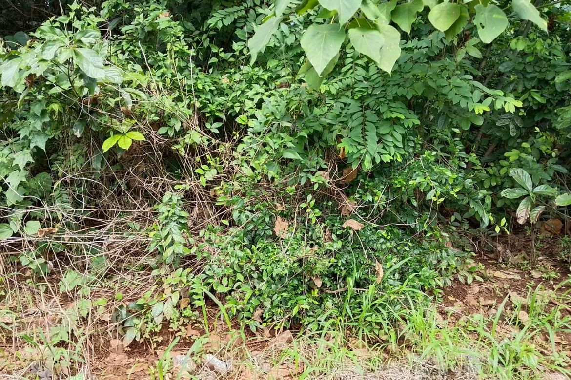 Land for Sale in Santa Monica, Puerto Princesa, Palawan – photo 3