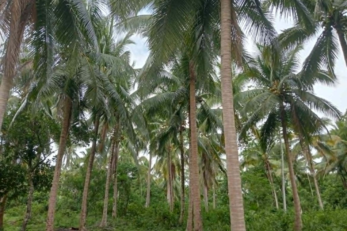Land for Sale in Santa Rita I, Del Gallego, Camarines Sur