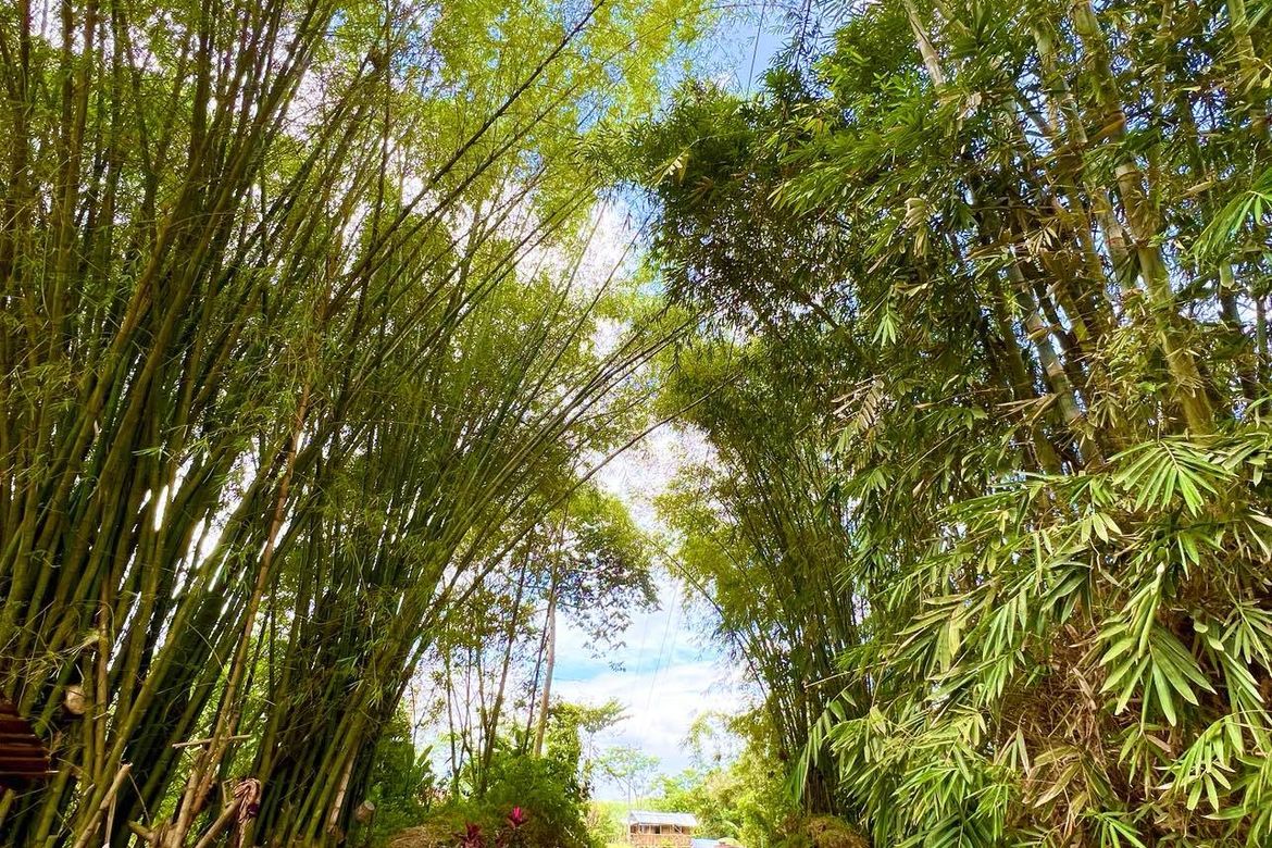 Land for Sale in Santiago, Manolo Fortich, Bukidnon – photo 2