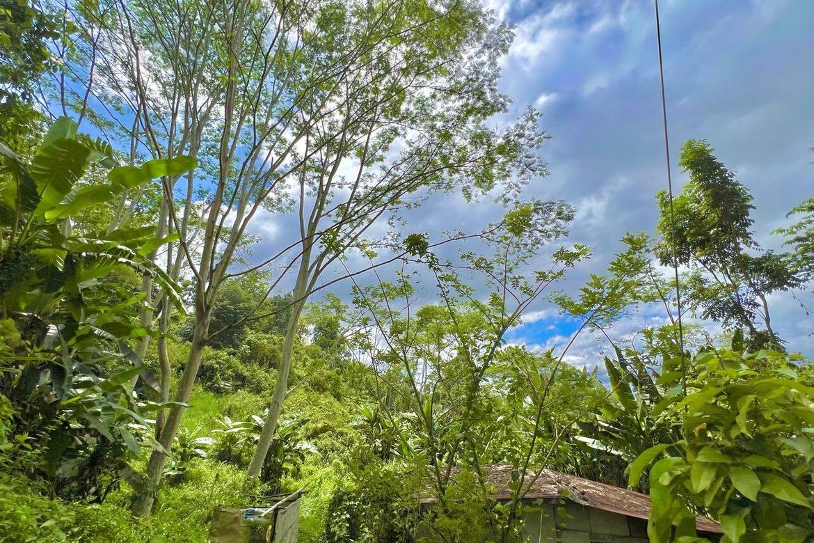 Land for Sale in Santiago, Manolo Fortich, Bukidnon – photo 5