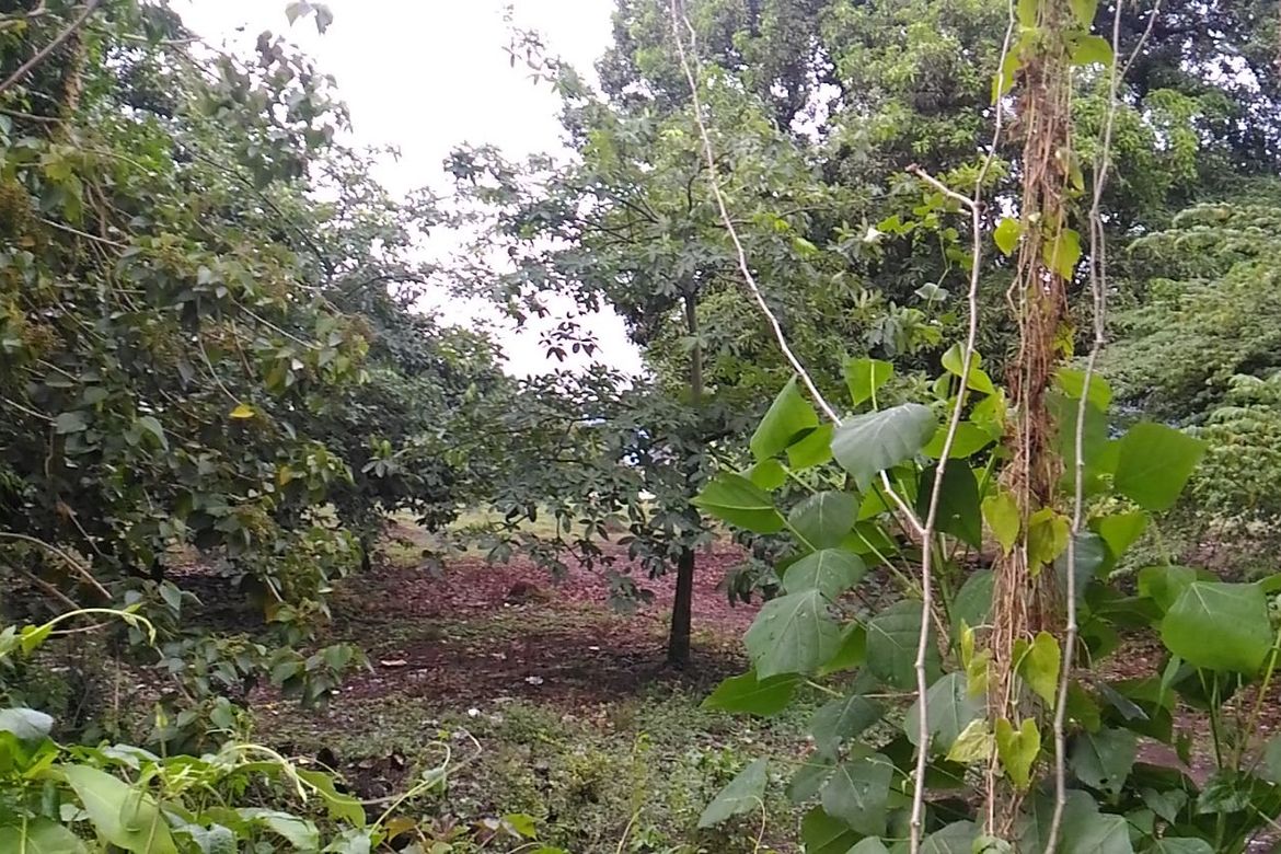Land for Sale in Santiago, Santo Tomas, Batangas – photo 2
