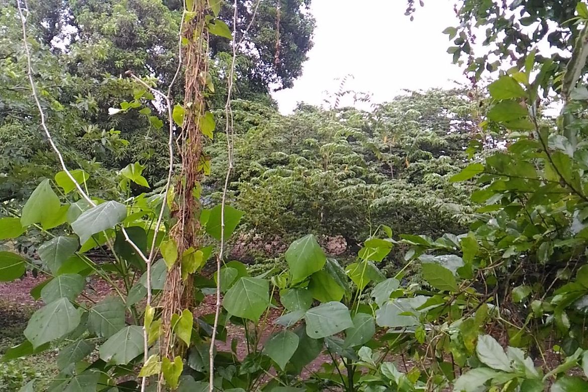 Land for Sale in Santiago, Santo Tomas, Batangas – photo 3