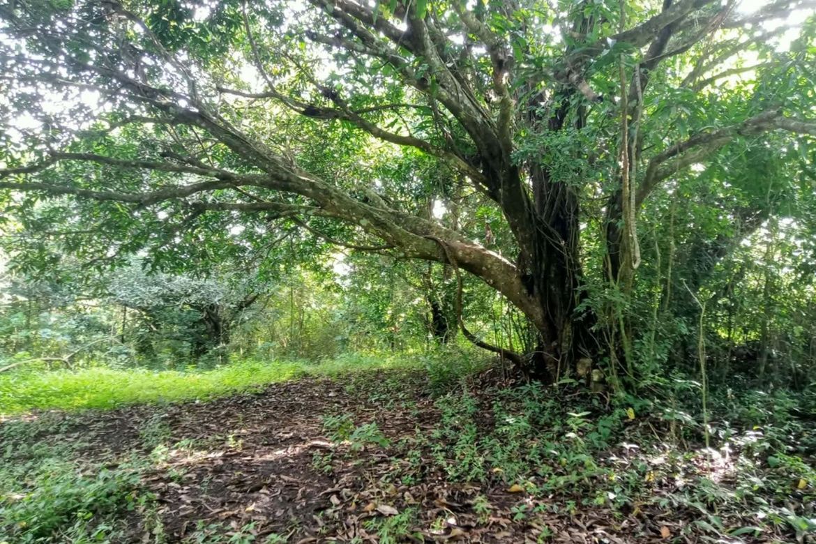 Land for Sale in Santo Niño, Taysan, Batangas – photo 5