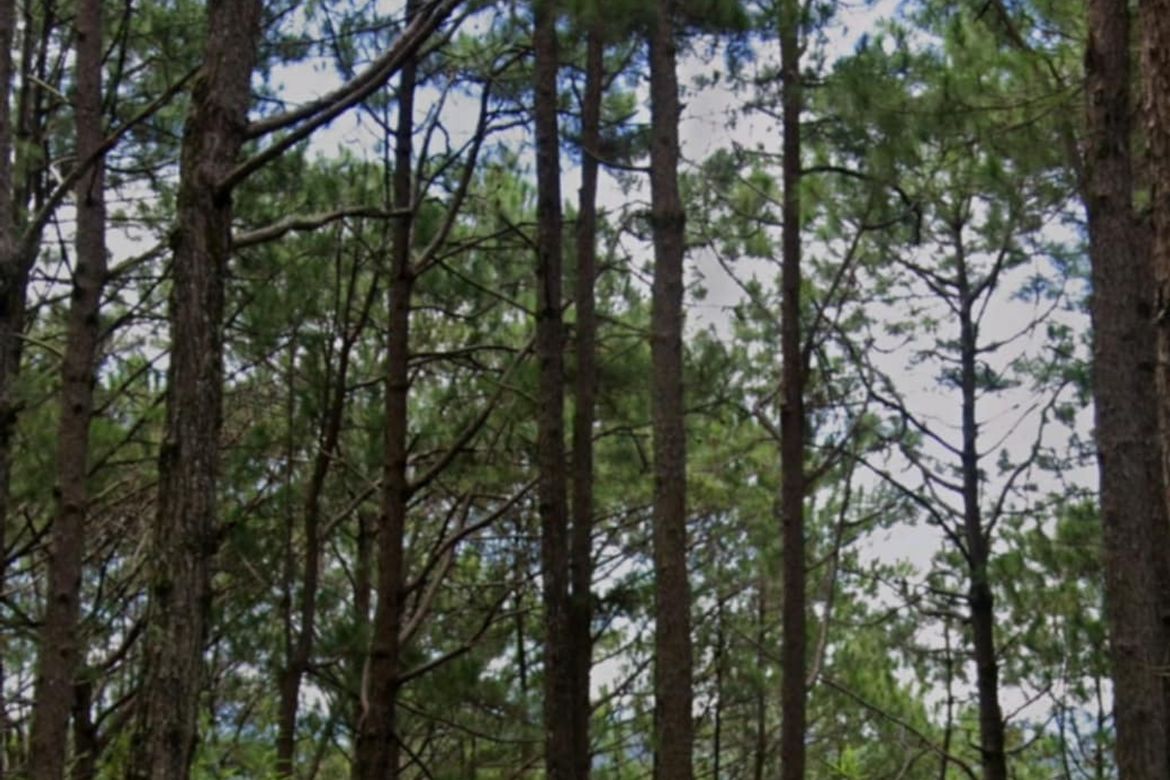 Land for Sale in Santo Tomas Proper, Baguio, Benguet – photo 2