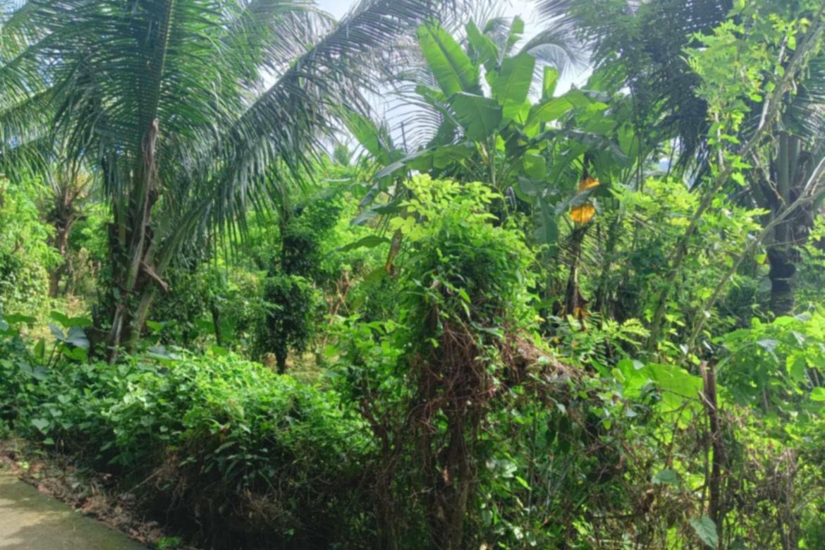 Land for Sale in Sapac, Lipa, Batangas – photo 3