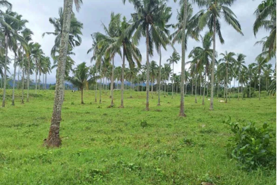Land for Sale in Sapac, Lipa, Batangas – photo 2