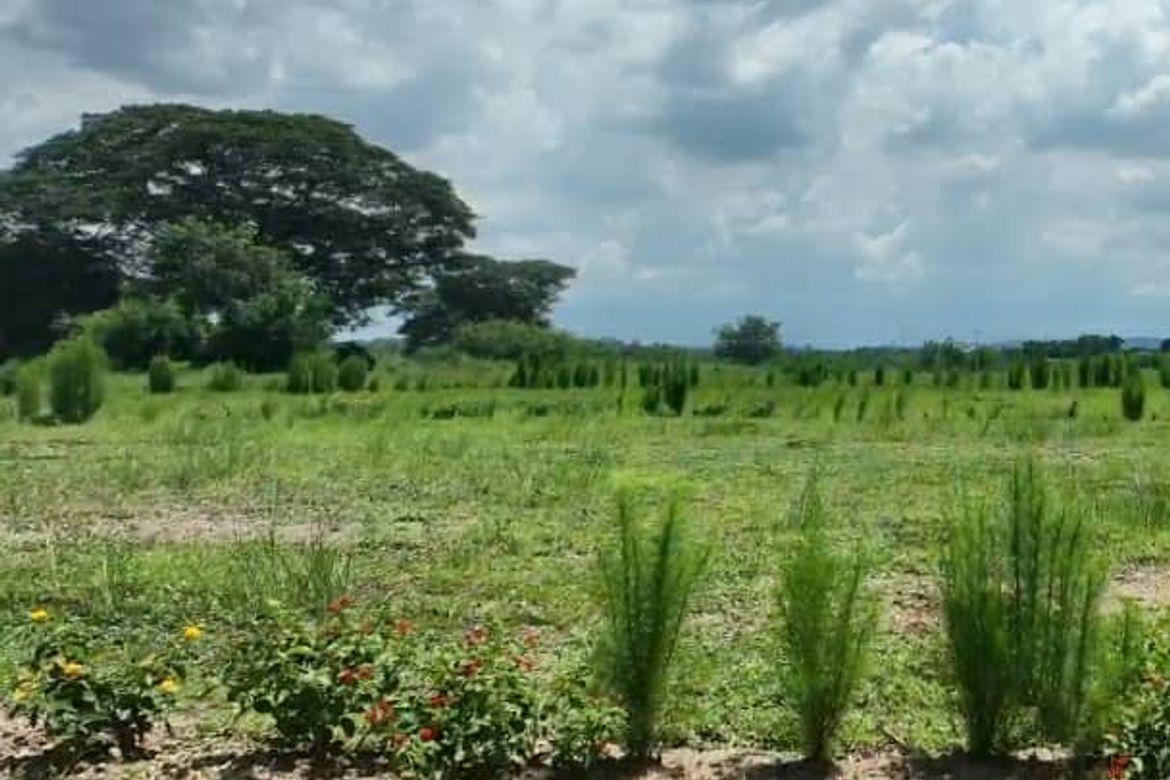 Land for Sale in Sapang Maragul, Tarlac, Tarlac – photo 3