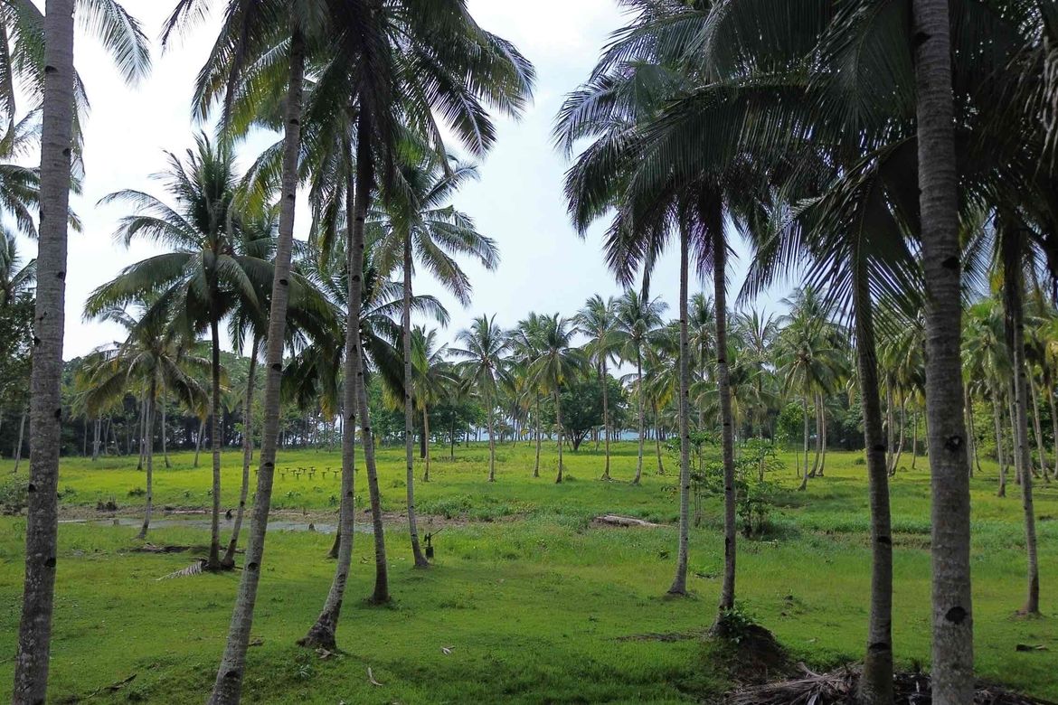 Land for Sale in Simpocan, Puerto Princesa, Palawan – photo 7