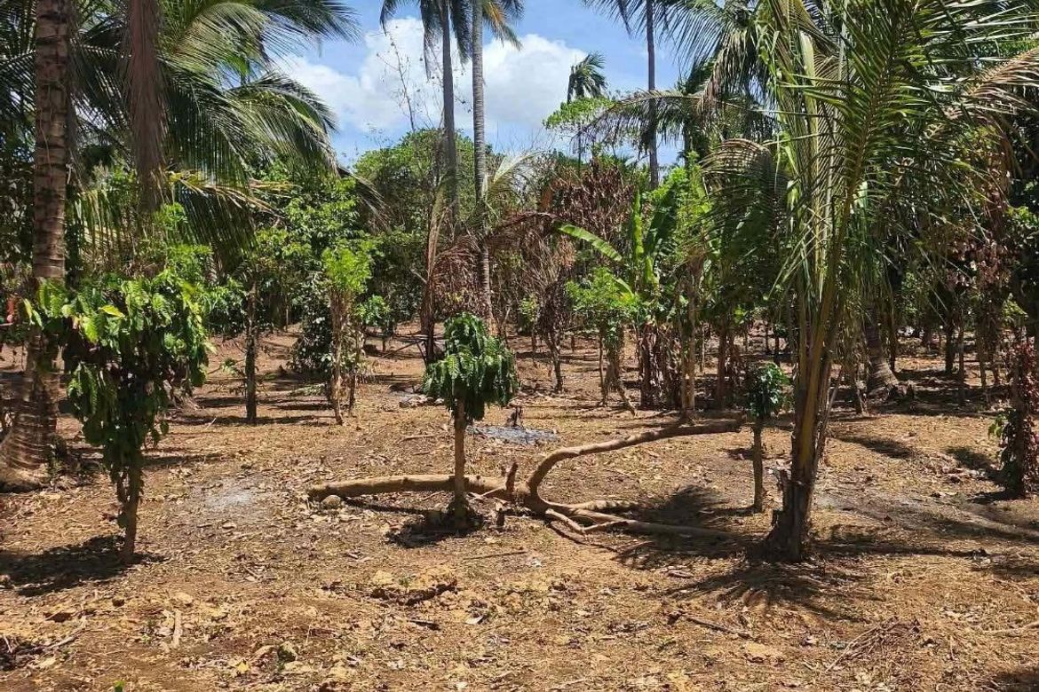 Land for Sale in Sinaliw Malaki, Alfonso, Cavite – photo 3