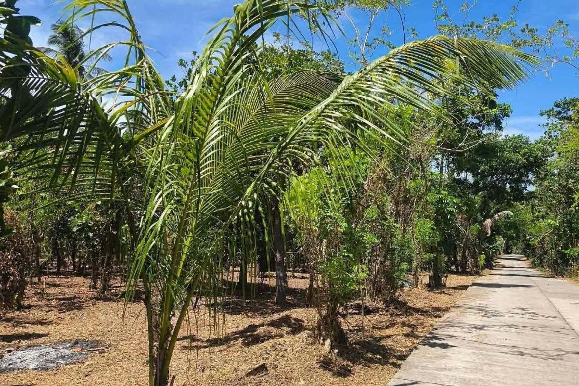 Land for Sale in Sinaliw Malaki, Alfonso, Cavite – photo 7