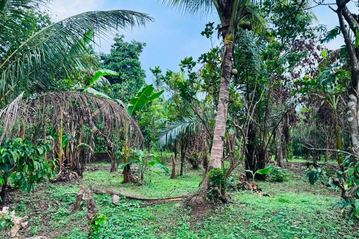 Land for Sale in Sinaliw Malaki, Alfonso, Cavite – photo 8