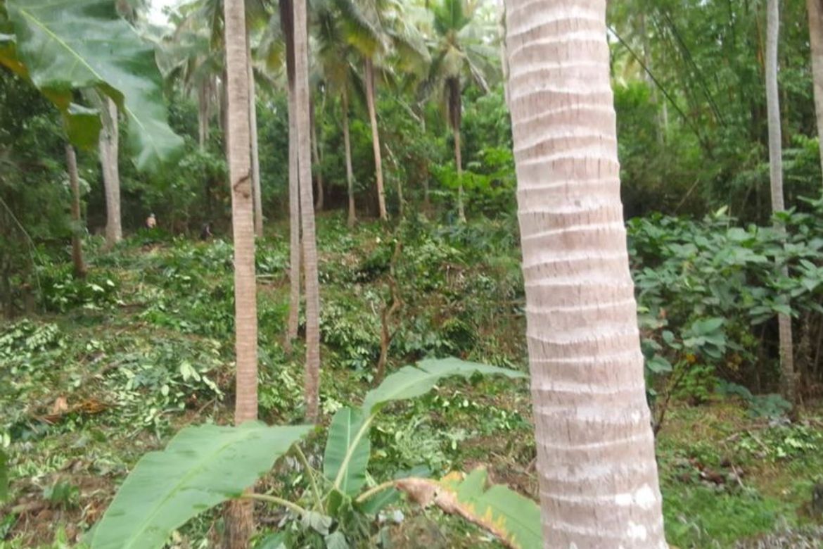 Land for Sale in Sinuknipan I, Del Gallego, Camarines Sur – photo 2