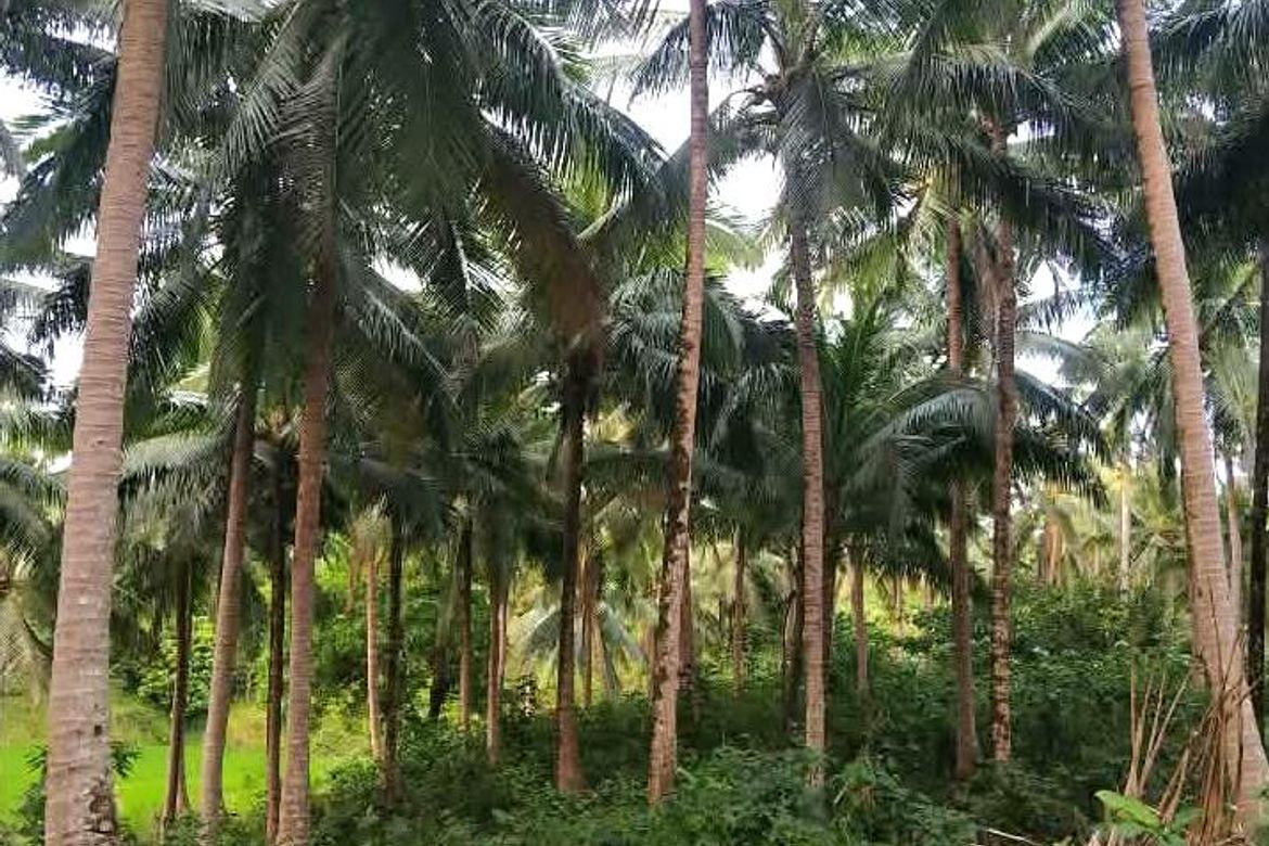 Land for Sale in Sinuknipan I, Del Gallego, Camarines Sur – photo 5