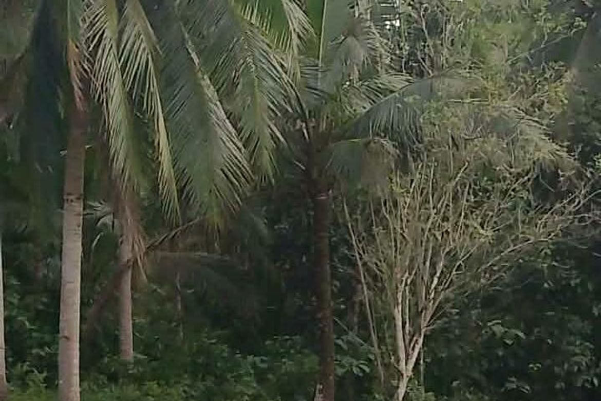 Land for Sale in Sinuknipan I, Del Gallego, Camarines Sur – photo 6