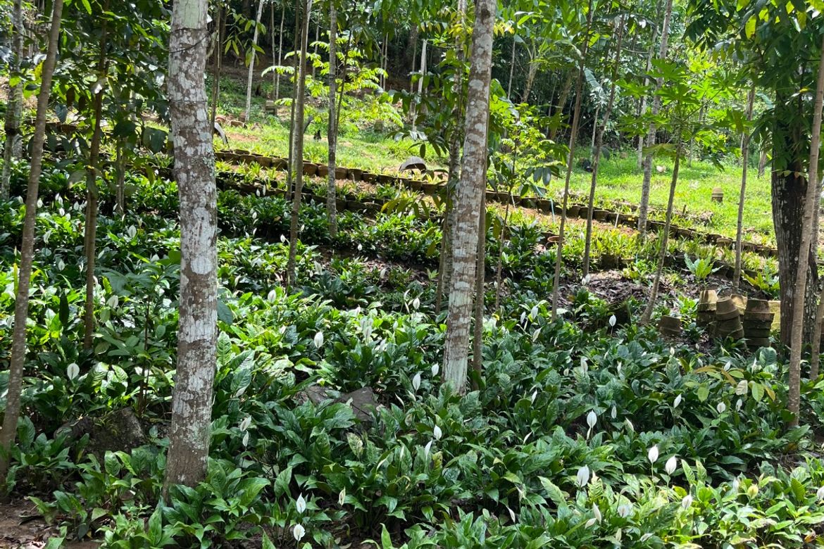 Land for Sale in Sirao, Cebu City, Cebu – photo 5