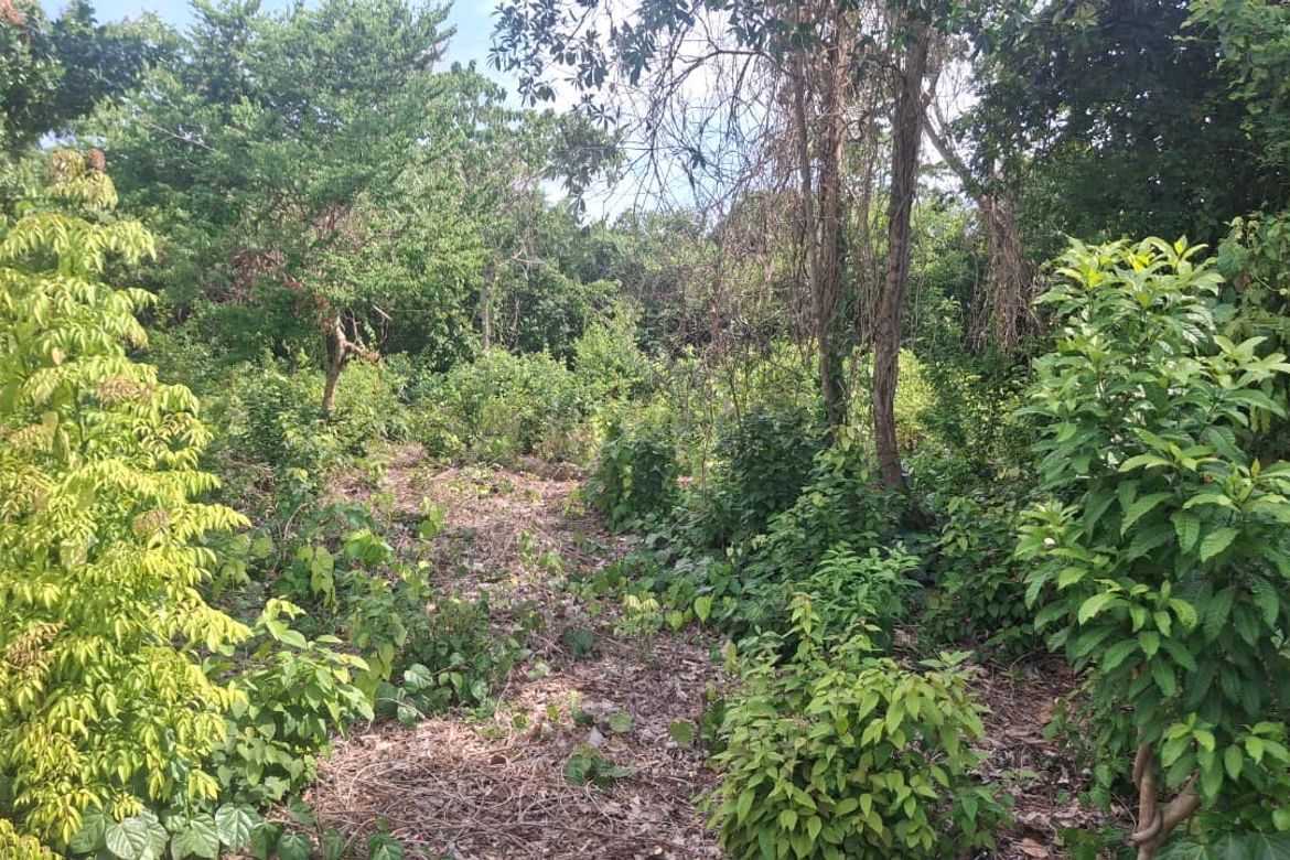 Land for Sale in Solangon, San Juan, Siquijor – photo 3