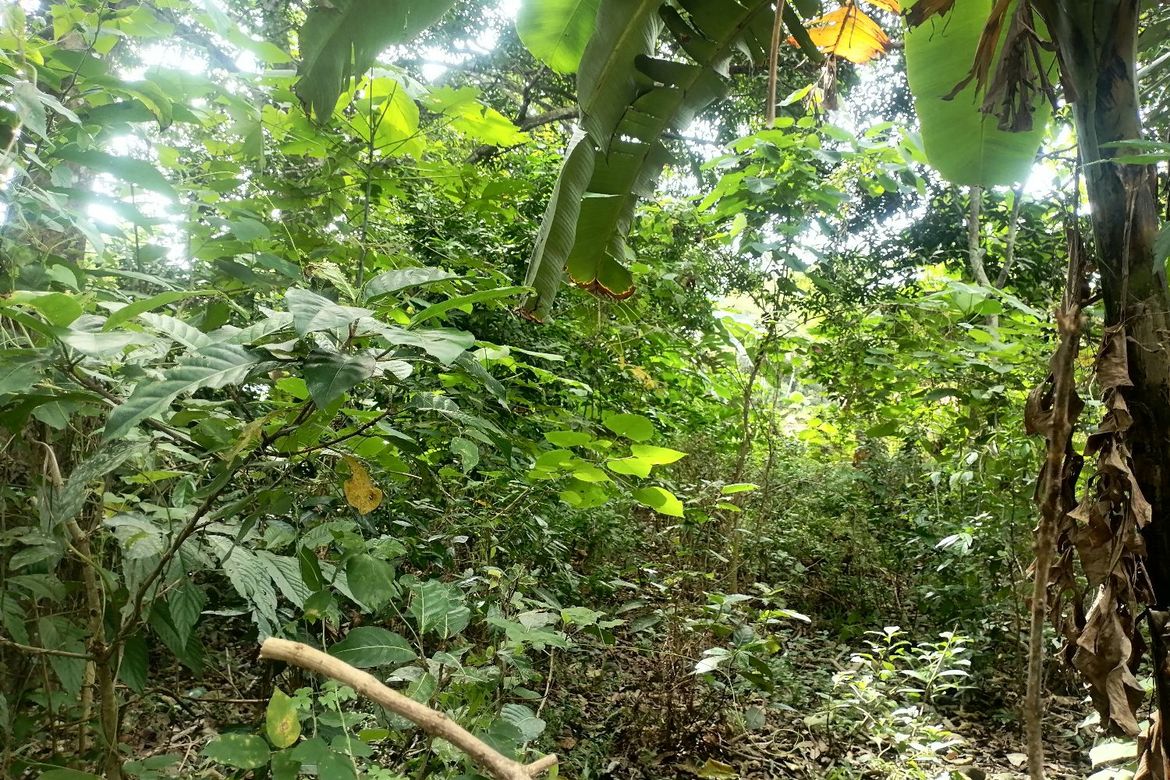 Land for Sale in Sulodpan, Bacong, Negros Oriental – photo 2