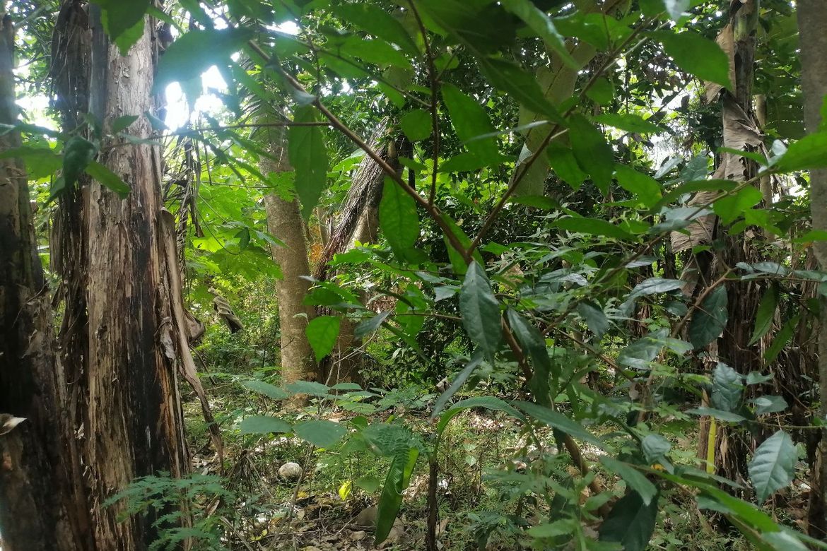 Land for Sale in Sulodpan, Bacong, Negros Oriental – photo 3