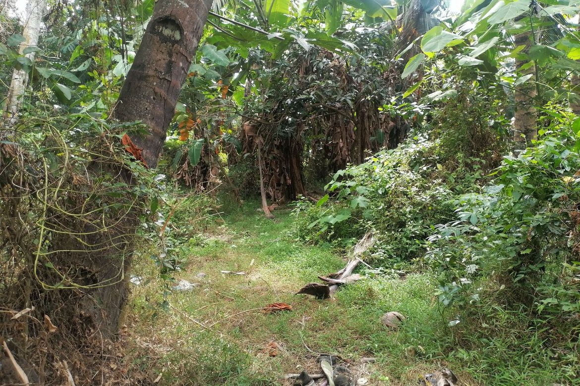 Land for Sale in Sulodpan, Bacong, Negros Oriental – photo 6
