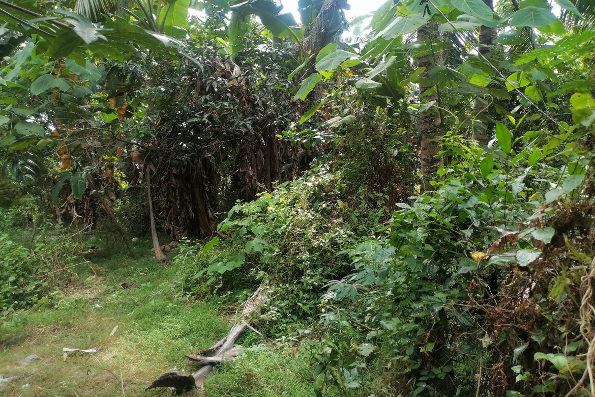 Land for Sale in Sulodpan, Bacong, Negros Oriental – photo 7