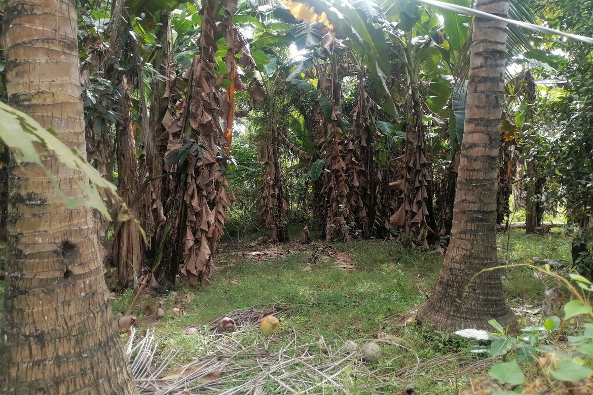 Land for Sale in Sulodpan, Bacong, Negros Oriental – photo 8