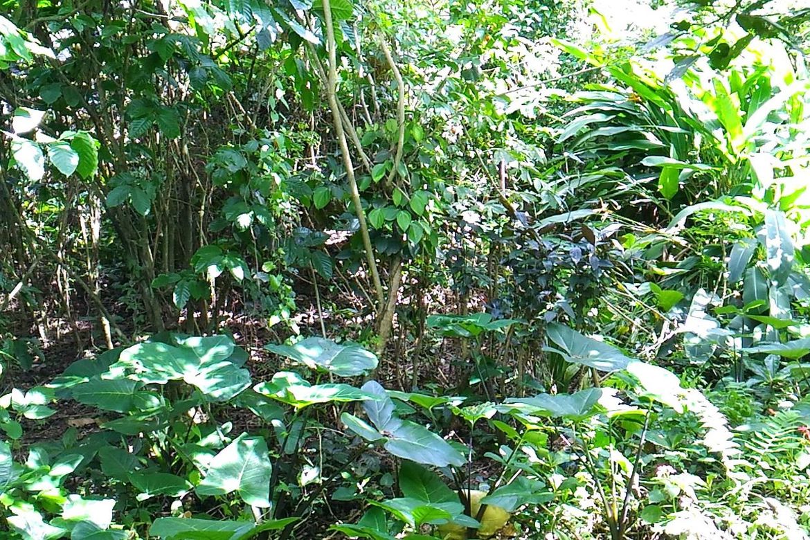 Land for Sale in Sun Valley, Parañaque, Metro Manila – photo 2