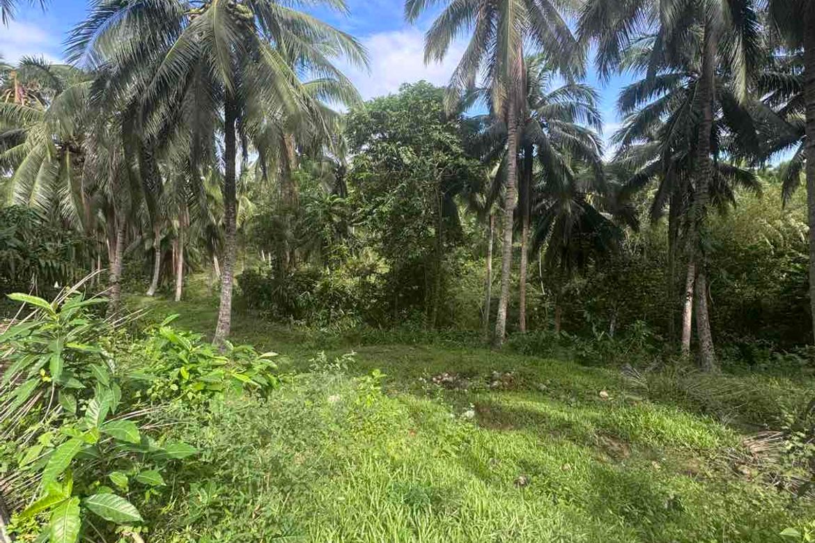 Land for Sale in Tabugon, Santa Elena, Camarines Norte – photo 6