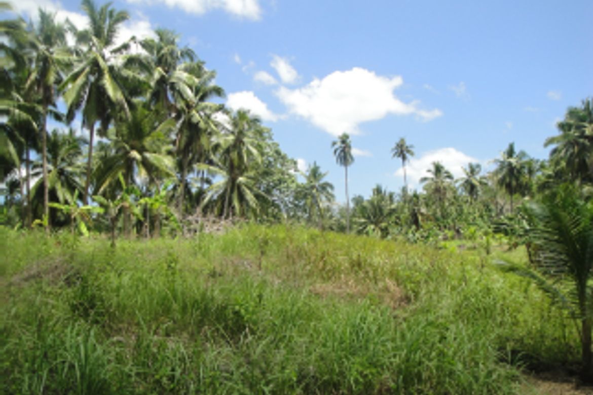 Land for Sale in Tabunok, Tabuelan, Cebu – photo 2