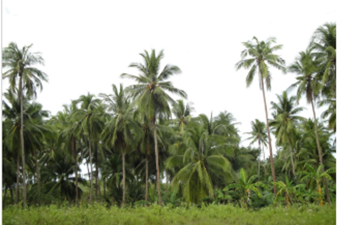 Land for Sale in Tabunok, Tabuelan, Cebu – photo 3
