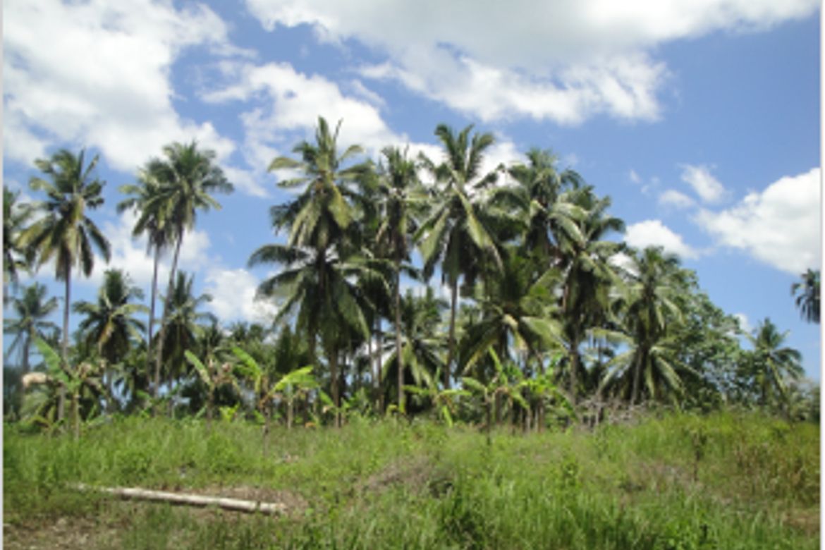 Land for Sale in Tabunok, Tabuelan, Cebu – photo 4