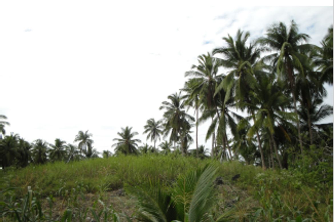 Land for Sale in Tabunok, Tabuelan, Cebu – photo 5