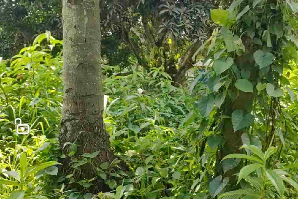 Land for Sale in Tacunan, Davao City, Davao del Sur – photo 6