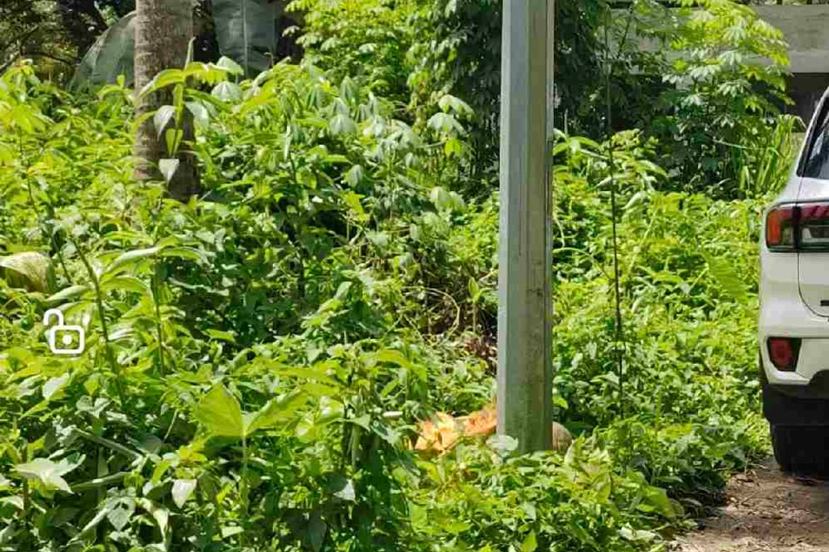 Land for Sale in Tacunan, Davao City, Davao del Sur – photo 8