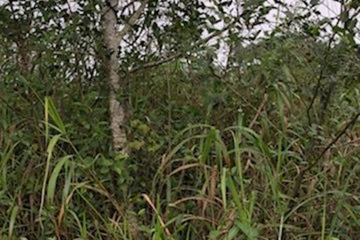 Land for Sale in Tadiangan, Tuba, Benguet – photo 5