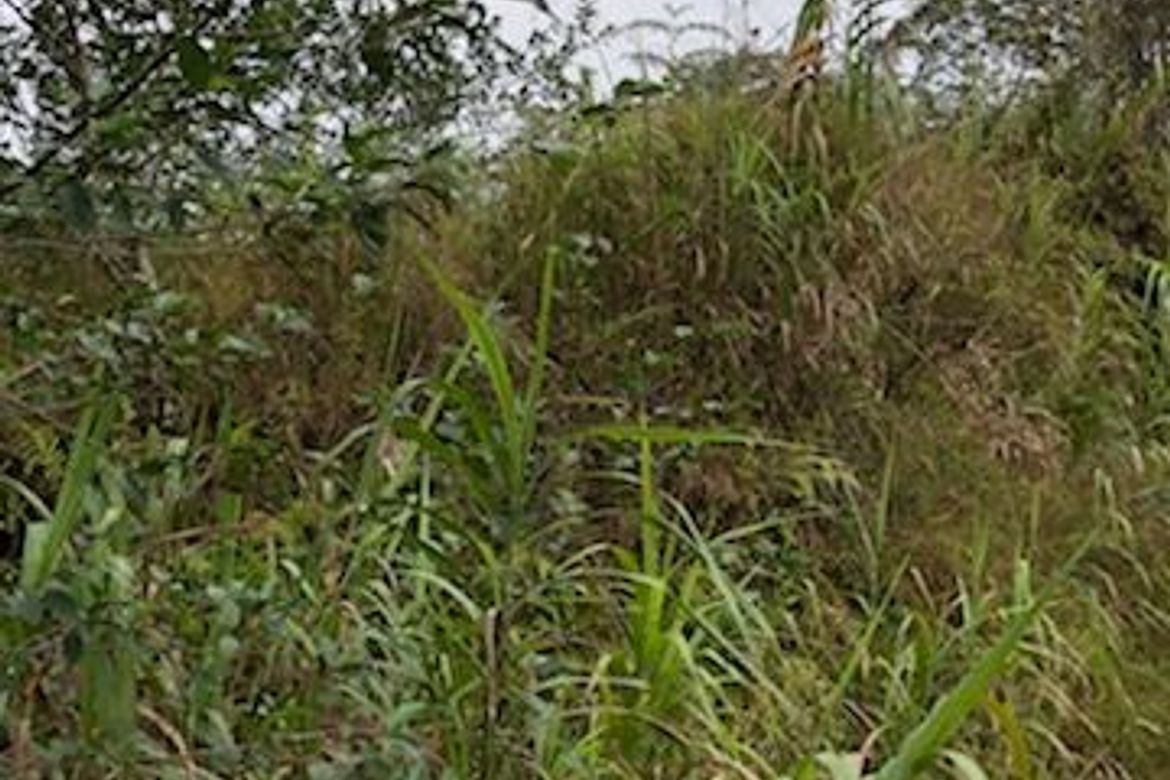Land for Sale in Tadiangan, Tuba, Benguet – photo 6