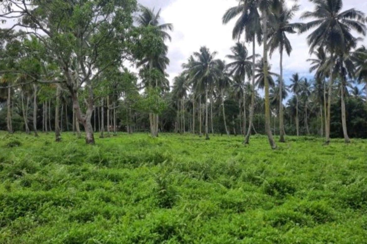 Land for Sale in Tagbaobo, Samal, Davao del Norte – photo 3