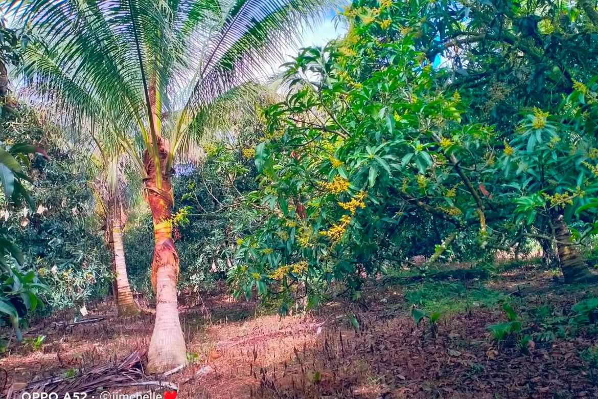 Land for Sale in Tagbay, Samal, Davao del Norte – photo 5