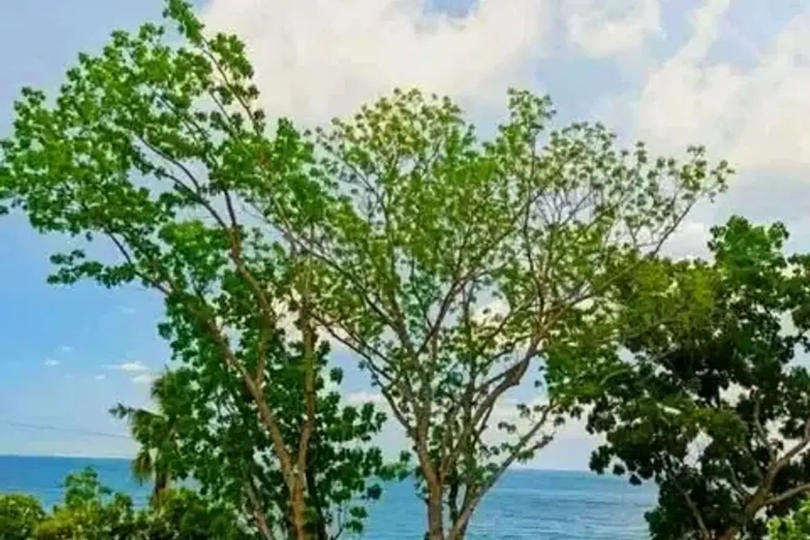 Land for Sale in Tagpopongan, Samal, Davao del Norte – photo 2