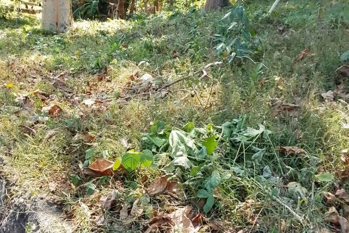 Land for Sale in Talamban, Cebu City, Cebu – photo 7